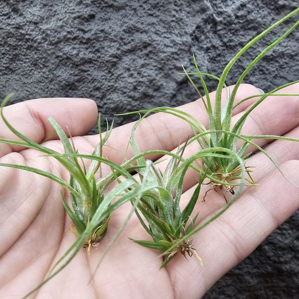 紅電捲(雙11提前特價品項，不挑株)/Tillandsia streptophllya Red #8262 seedling，由兩顆8262親本相交非自交實生，該尺寸以略有顯色。 