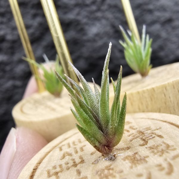 格塔 × RR(影月)不挑株/Tillandsia gerdae × Regal Rene~小型瓣狀花交管狀花不易，隨成長會有些格塔長莖的型態，RR則帶出了寬葉毛感以及顯色的特色，親本皆有葉片下包的特性，圖四五參考較大植株。 