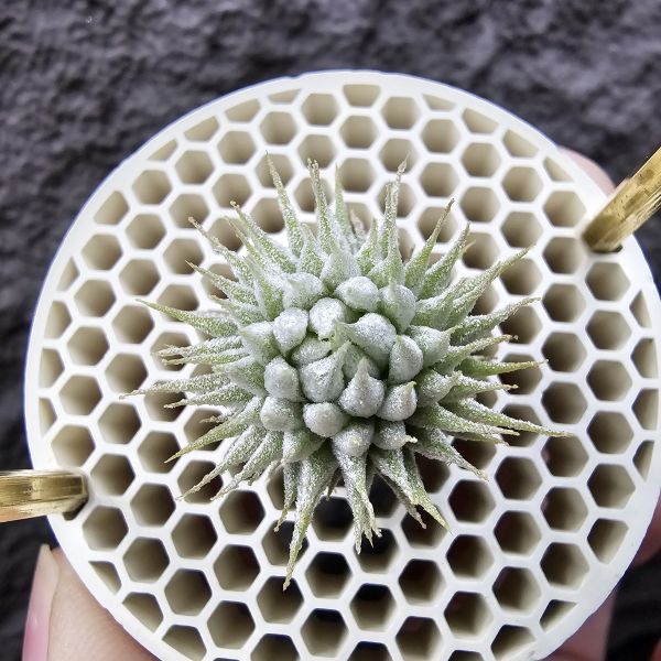 榛榛(大顆)/Tillandsia ionantha haselnuss(RFI) × haselnuss(KK)~從小芽到這尺寸至少也要一年半~兩年時間 