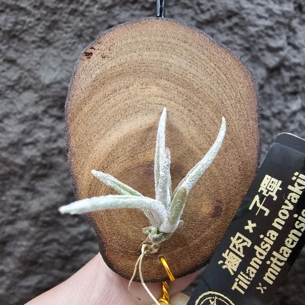 滷肉×子彈/Tillandsia novakii × mitlaensis~圖四、五參考母株顯色 
