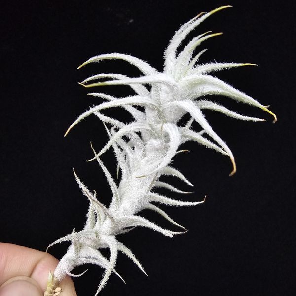 小白龍/Tillandsia stellifera 