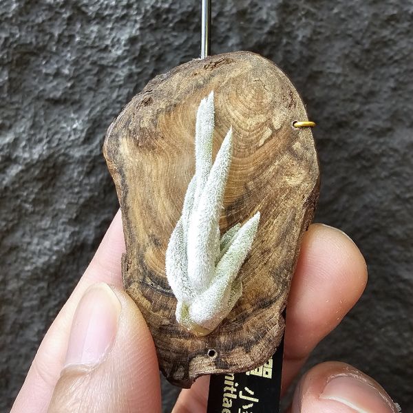 子彈(小型種)/Tillandsia mitlaensis 