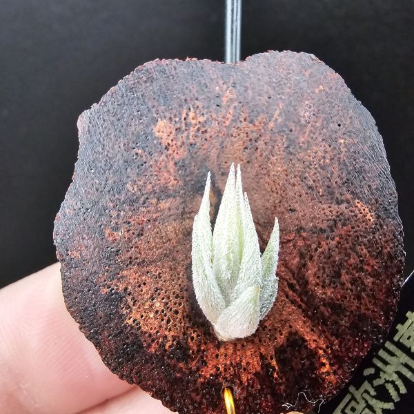 歐洲蘿莉/Tillandsia loliacea(Europe) 