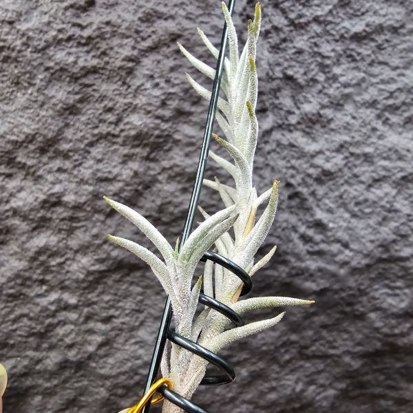 Tillandsia capillaris(Europe)~帶一棵不小的芽 