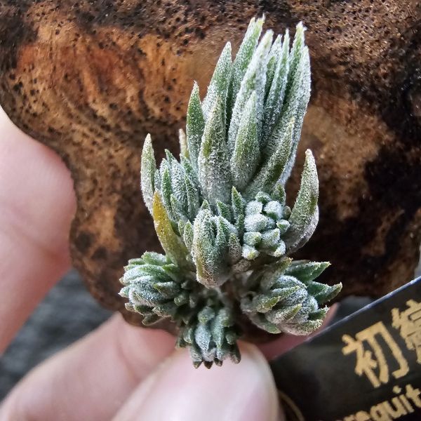 初戀(叢生)/Tillandsia arequitae(Europe) 
