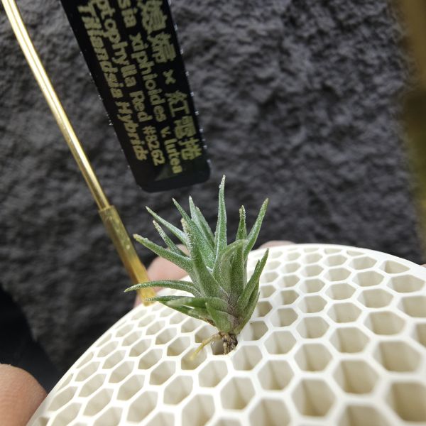 黃花媳婦×紅電捲/Tillandsia xiphioides v. lutea × streptophylla Red#8262 