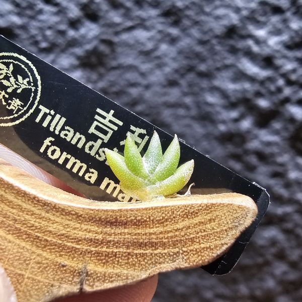 吉利/Tillandsia gilliesii forma major 