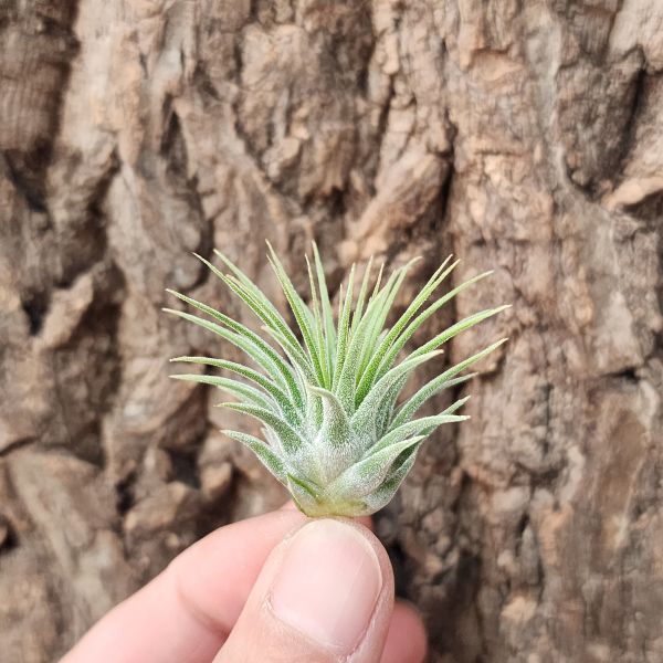 變異小精靈/Tillandsia Ionantha Var. Ionantha 