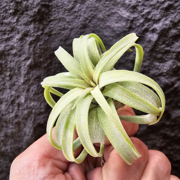 電捲燙×龍精靈-側芽非實生/Tillandsia streptophllya × ionantha Ron 