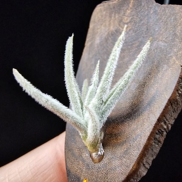 毛腸/Tillandsia santiagoensis 