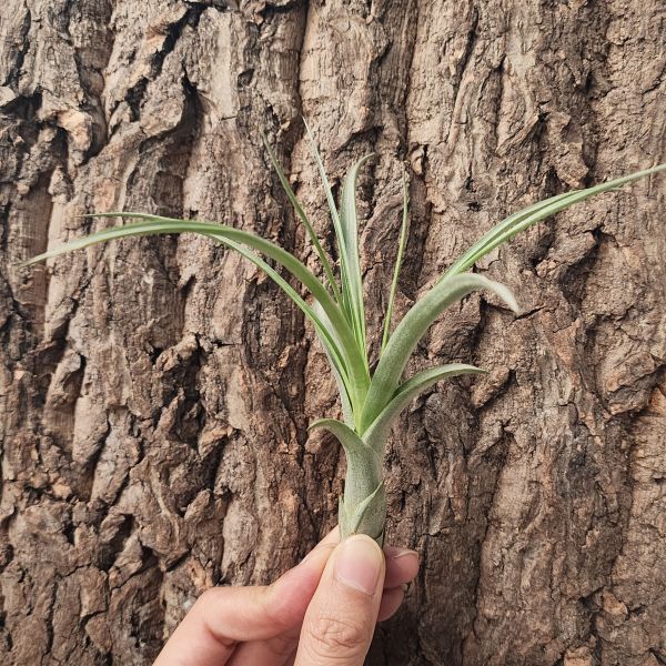 柳葉×飛牛蒂娜/Tillandsia Balbisiana × Velutina 