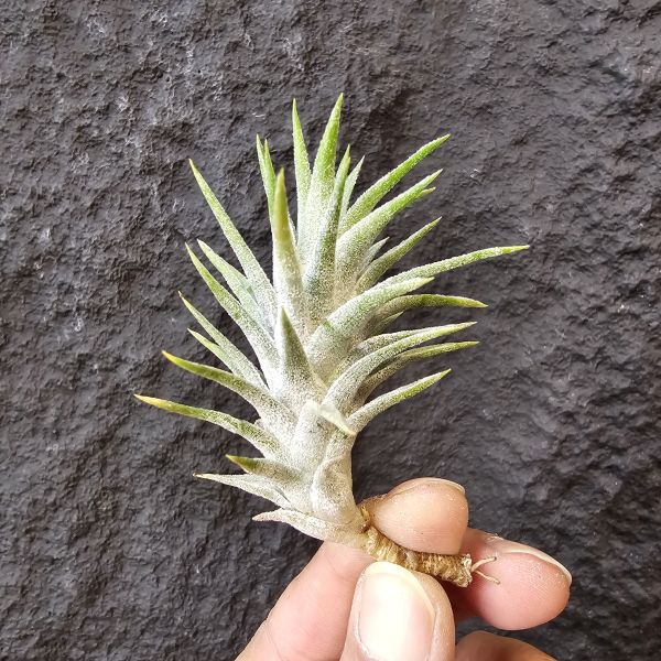 長莖小精靈-集束型/Tillandsia ionantha v. van-hyningii (Paint Brush) 