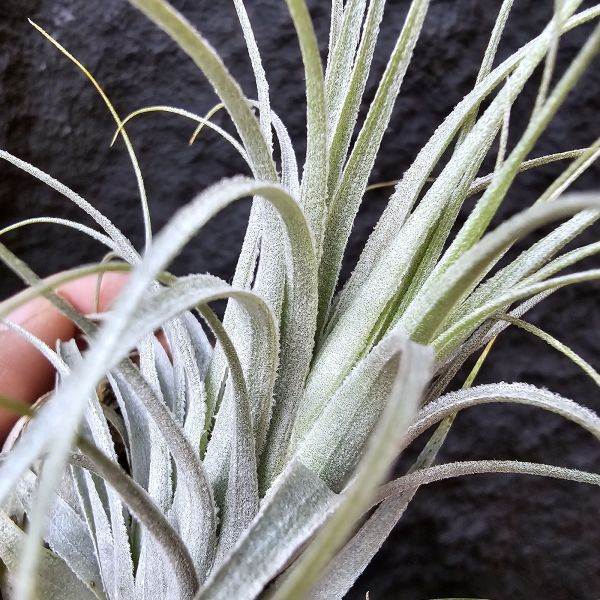 巴西薄紗變異(野採母株後代芽帶大，養非常久穩定植株)/Tillandsia gardneri var. rupicola 