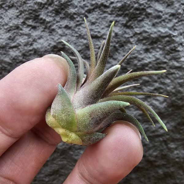 巧克力小精靈(不小顆)/Tillandsia ionantha 