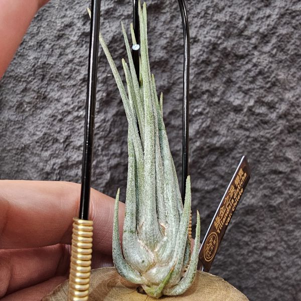 綠金之淚-變異/Tillandsia disticha var. chilete 