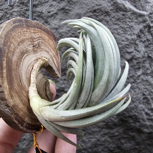 Tillandsia tenuifolia var. saxicola(M++尺寸)紫水晶變異型態較小型個體，與T.tenuifolia Bronze Tip很相似，以來源名稱為主，T.tenuifolia的個體也相當多變，實際上有無個體差異也不好判別，此品未曾見開花過！側上木會呈勾勾的型態相當漂亮！ 