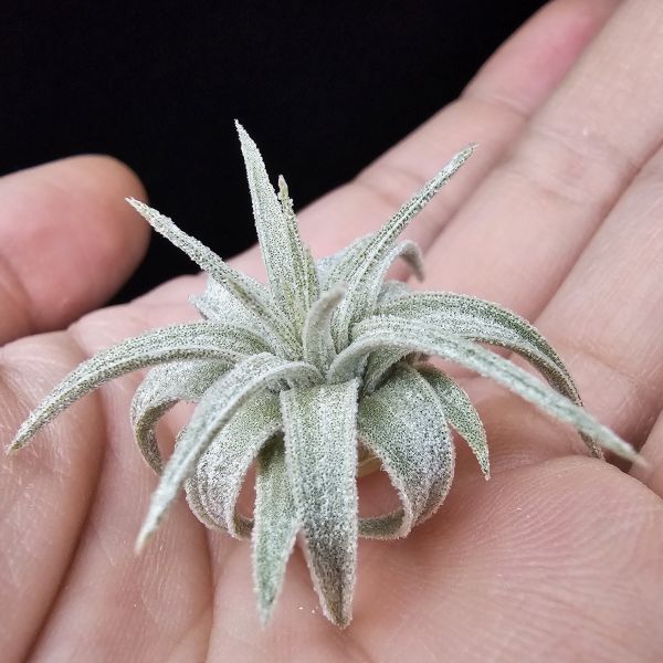 歐洲莫氏(台產首芽)/Tillandsia mauryana(Europe) 