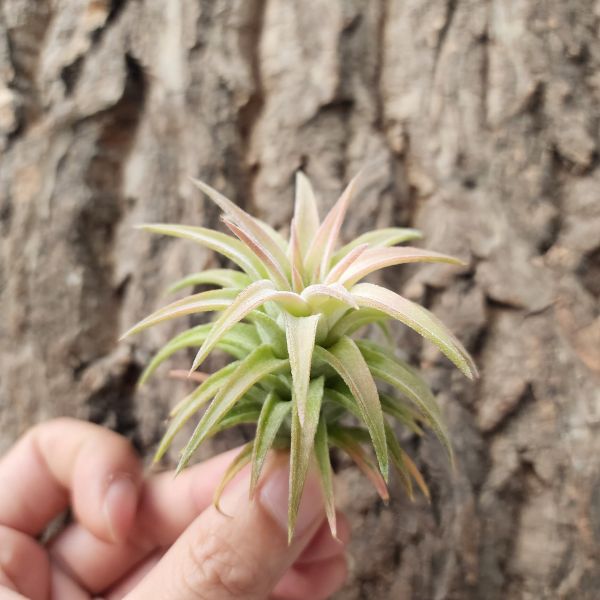 醬爆小精靈/Tillandsia ionantha v. van-hyningii Jumbo 