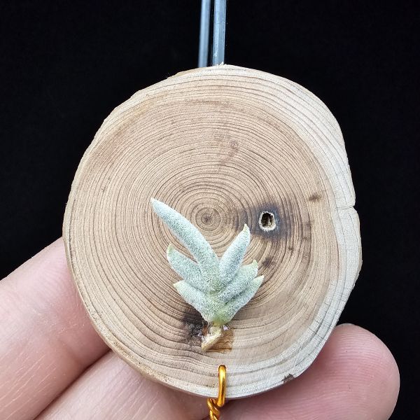 卡畢拉瑞斯(玫瑰)Tillandsia capillaris Rose Flower 