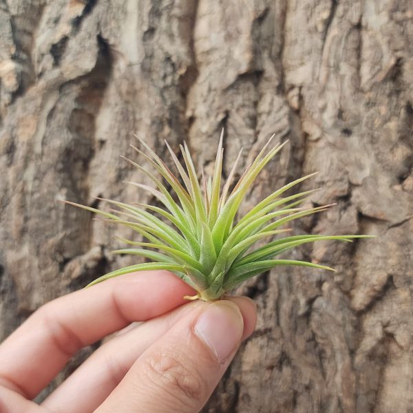胖男孩小精靈/Tillandsia ionantha Fat Boy 