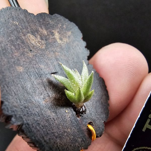 布雷爾利托西斯(S尺寸)/Tillandsia brealitoensis~重油耐用"降真木"板材! 