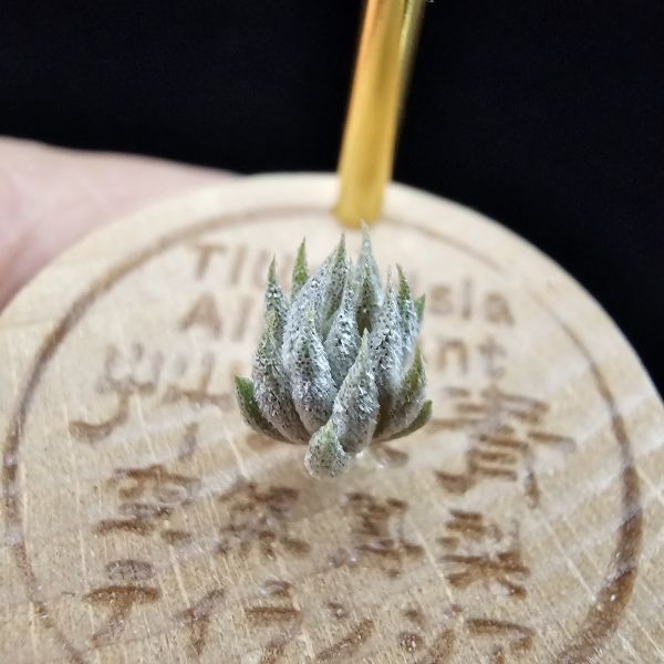 德K榛果×雨林AP(S)/Tillandsia ionantha haselnuss x ionantha Apretado(RFI) 