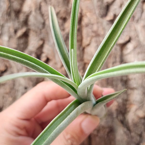 貝利藝×波麗斯塔亞-交種/Tillandsia Baileyi Texas × Polystachia Hybrid 