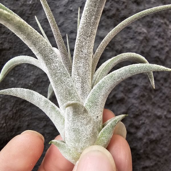 銀飾品(Bird Rock)/Tillandsia Silver Trinket (ionantha × chiapensis) 