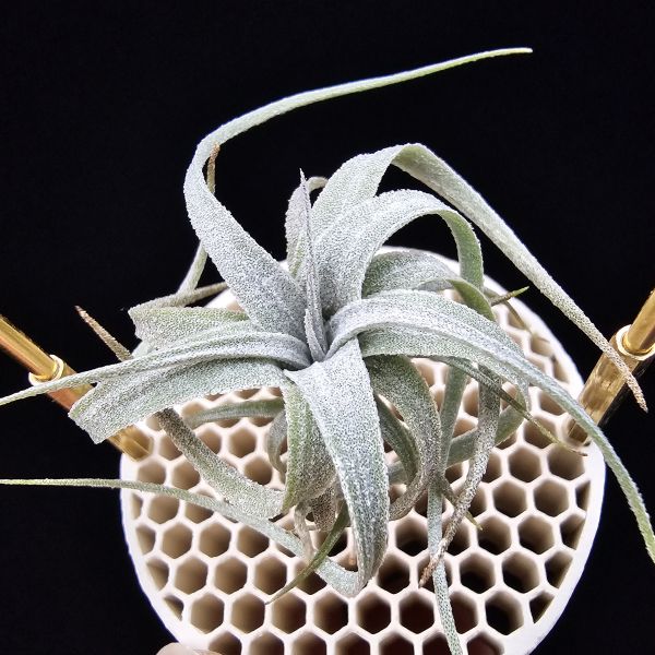 歐洲毛媳婦×電捲燙/Tillandsia xiphioides(Europe) × streptophllya~圖五、六較大植株參照！ 