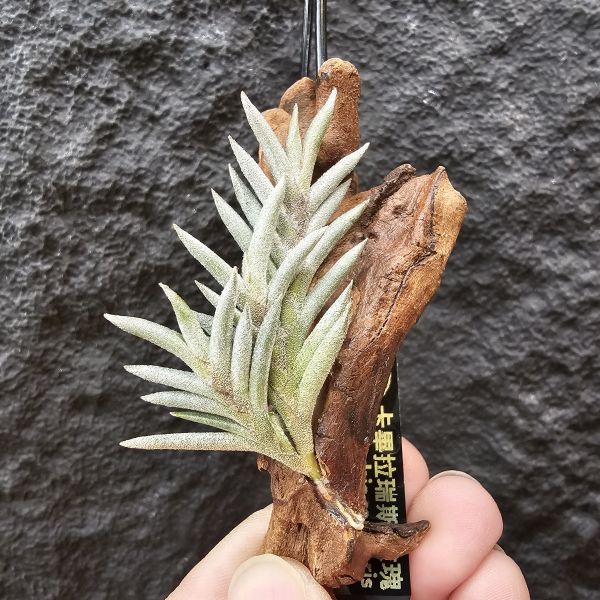 卡畢拉瑞斯(玫瑰)/Tillandsia capillaris rose flower 