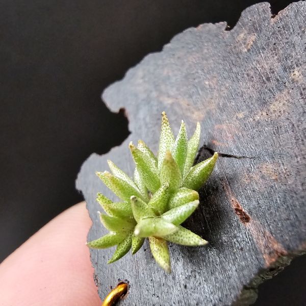 布雷爾利托西斯(叢生1母帶3芽)/Tillandsia brealitoensis~重油耐用"降真木"板材! 