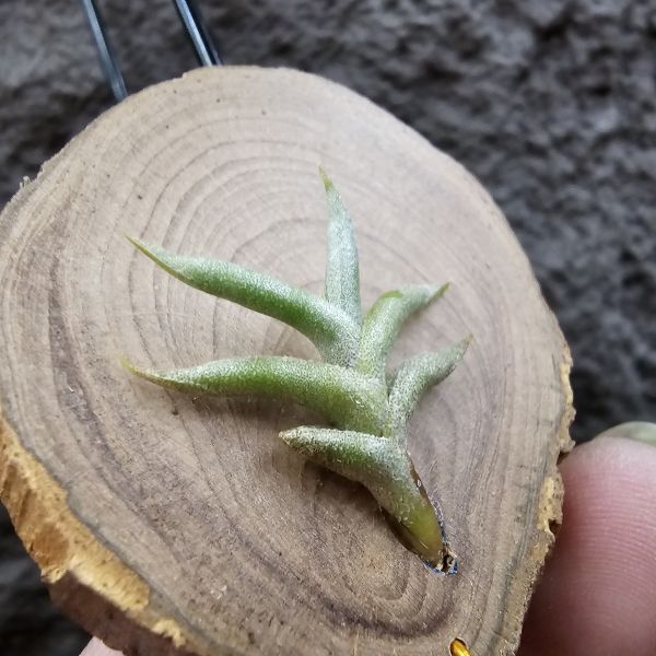 赫塔minor台產芽/Tillandsia Hirta minor 
