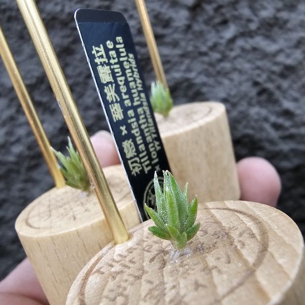 初戀×華美露拉(特價不挑株)/Tillandsia arequitae × ionantha huamelula 