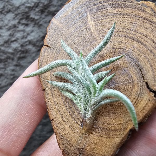 帕姆塔塔/Tillandsia permutata(Europe) 