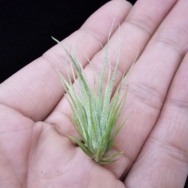 旋風大開曼×電捲燙(長大很美)/Tillandsia flexuosa Grand Cayman × streptophylla~旋風大開曼交種好像都不令人失望！圖四、五較大植株參照！ 