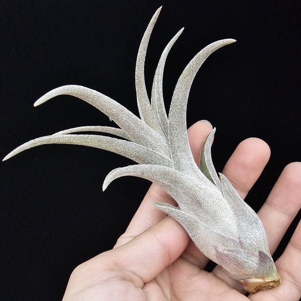 線西野獸(顯紅)首輪肥芽/Tillandsia 'Xianxi Beast'(Mali Dofitas × streptophylla Mexico)~展現了雙親本的特色，長年顯色，毛感厚實。 