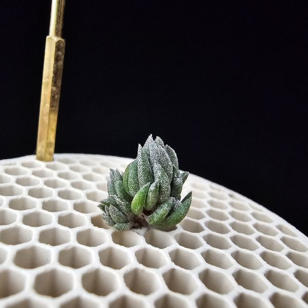New~初戀(烏拉圭)×銀冰(母株1+6小芽)/Tillandsia arequitae(UY) × chiletensis~隨著植株成長會越來越白毛！ 