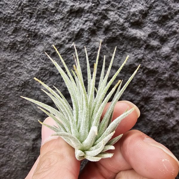 天鵝絨小精靈/Tillandsia ionantha Tall Velvet 