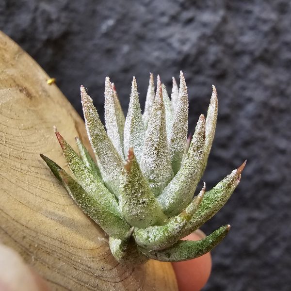 長莖萊恩/Tillandsia ionantha v. van-hyningii The cutest Ryan 