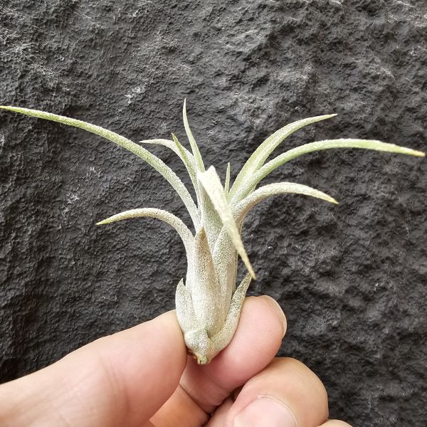 小精靈×子彈/Tillandsia ionantha × mitlaensis 