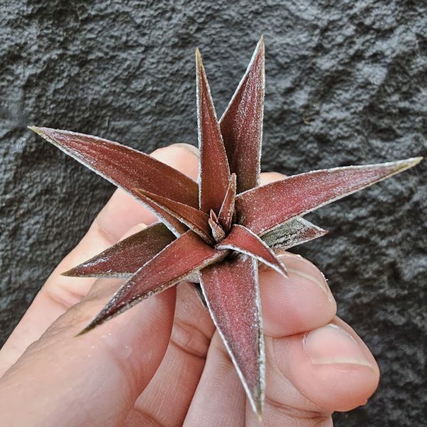 銀飾品(鳥岩)肥肥美芽/Tillandsia Silver Trinket (ionantha × chiapensis) 