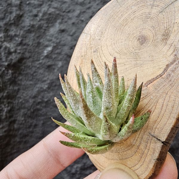 長莖萊恩/Tillandsia ionantha v. van-hyningii The cutest Ryan 