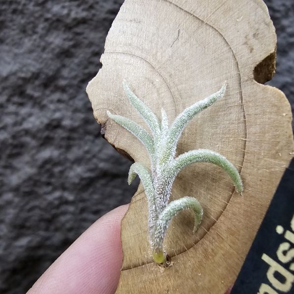 蘭吉諾薩/Tillandsia languinosa(Europe) 