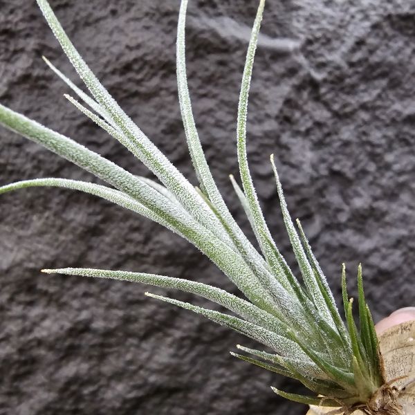 初戀 × (河豚×犀牛)/Tillandsia arequitae × (ehlersiana × seleriana RFI) 