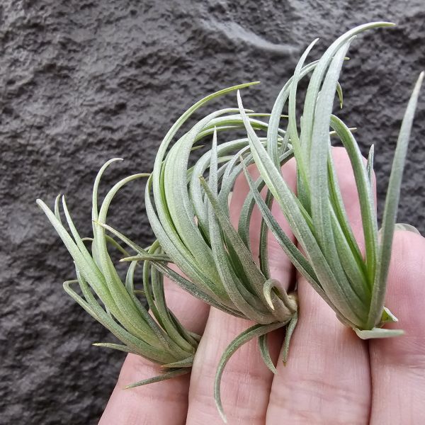 Tillandsia tenuifolia var. saxicola(SS尺寸不挑株)紫水晶變異型態較小型個體，與T.tenuifolia Bronze Tip很相似，以來源名稱為主，T.tenuifolia的個體也相當多變，實際上有無個體差異也不好判別，此品未曾見開花過！側上木會呈勾勾的型態相當漂亮！ 