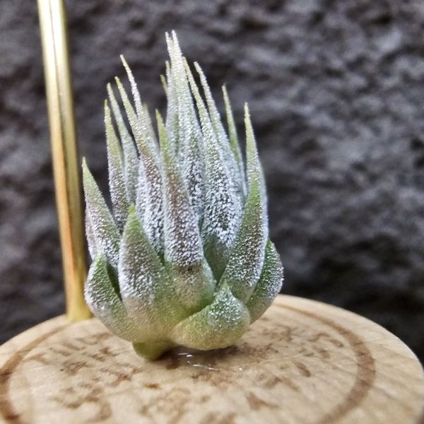 花生米小精靈(選)/Tillandsia ionantha peanut 