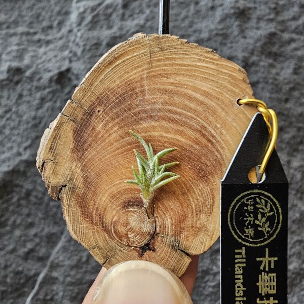 卡畢拉瑞斯-小型/Tillandsia Capillaris lottes 