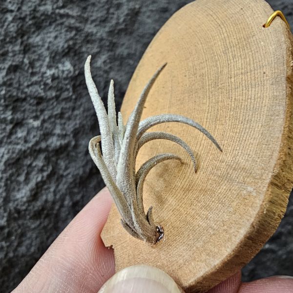 Tillandsia friesii(Argentina)阿根廷長莖型原生種、開桃粉色辦狀花、帶金屬質感、顯紅色 