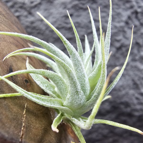 R燒/Tillandsia Roseiflora(Europe) 