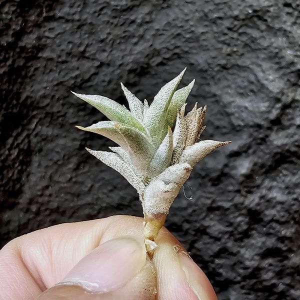 安古/Tillandsia angulosa 